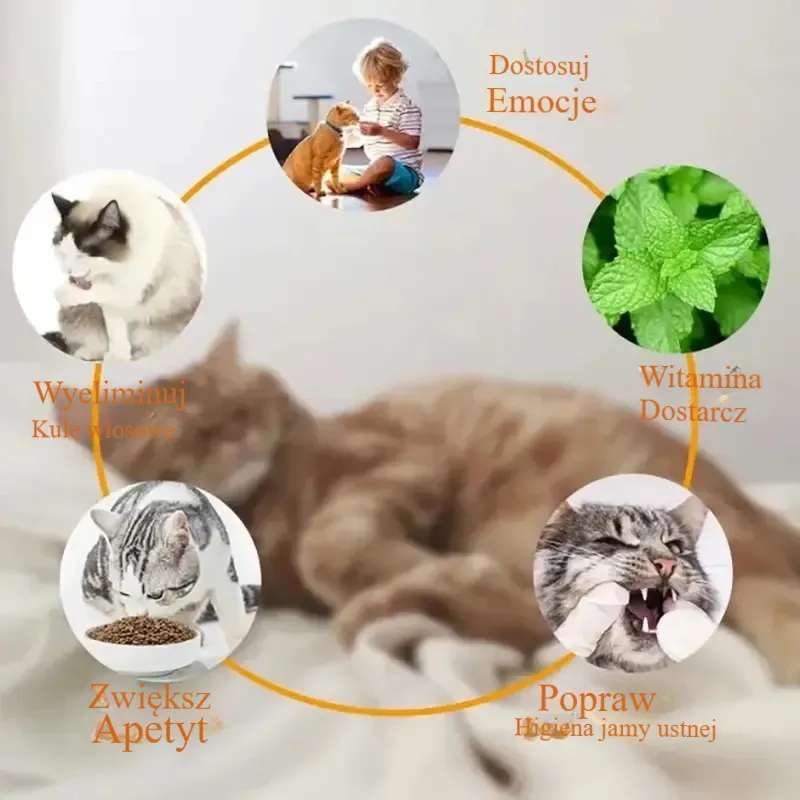 Naturalna kocimiętka dla kota4 w 1 , przyklejana na ścianę, zabawka-drapak, przysmak, zdrowy, naturalny, usuwa piłki, wspomagając trawienie, trawiasta przekąska dla kota